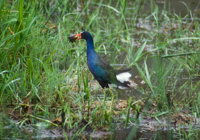 Porphyrio martinica Rallidae