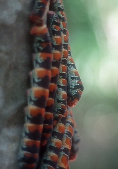 Arsenura armida Saturniidae