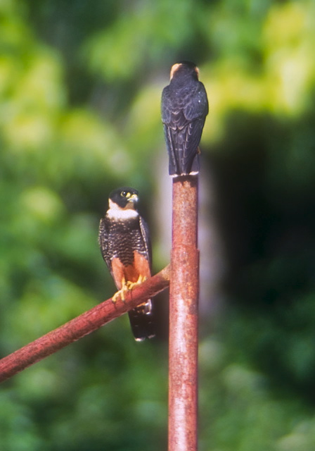 Falco rufigularis Falconidae