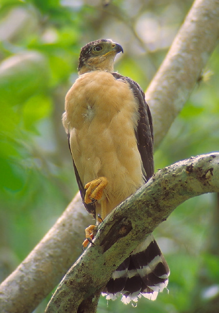 Accipiter bicolor Accipitridae