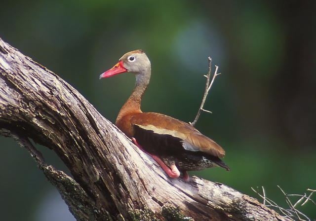 Dendrocygna autumnalis Anatidae