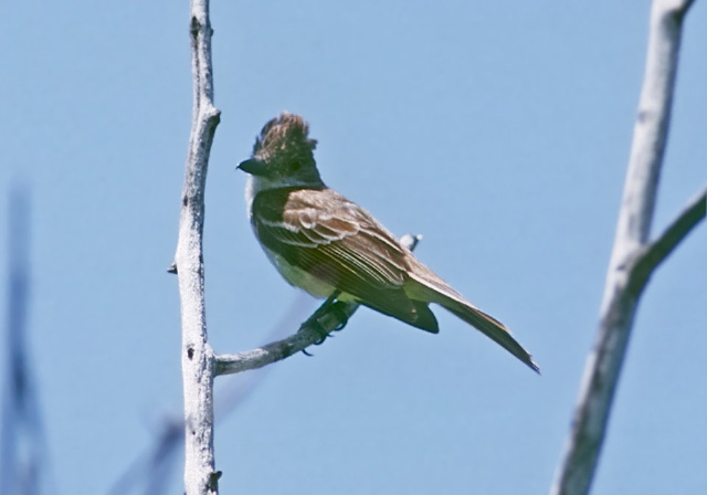 Myiarchus tyrannulus Tyrannidae