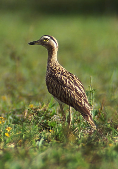 Burhinus bistriatus Burhinidae