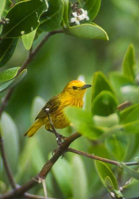 Dendroica petechia Parulidae