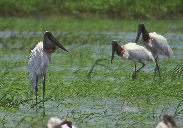 Jabiru mycteria Ciconiidae