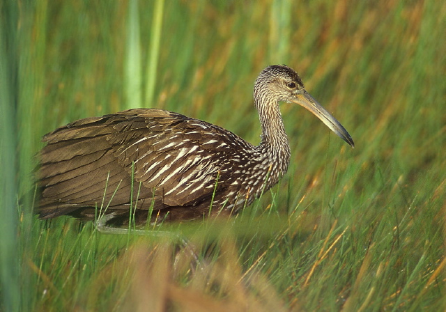 Aramus guarauna Aramidae