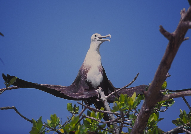 Fregata magnificens Fregatidae