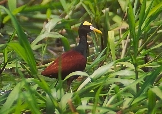 Jacana spinosa Jacanidae