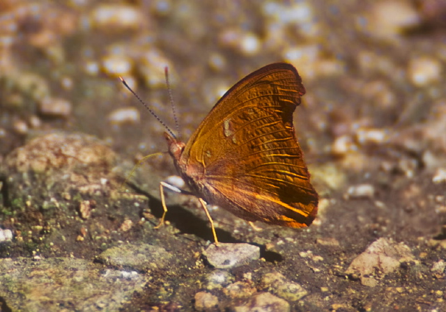 Temenis laothoe Nymphalidae