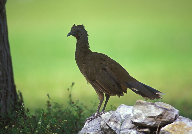 Ortalis vetula Cracidae