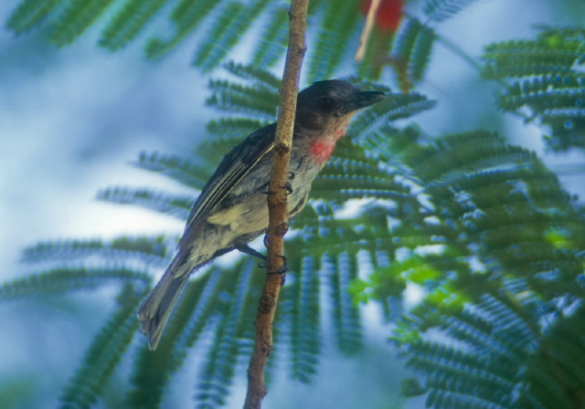 Pachyramphus aglaiae Tyrannidae