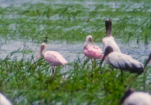 Platalea ajaja Threskiornithidae