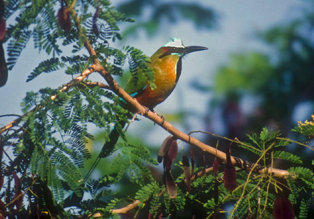 Eumomota superciliosa Momotidae