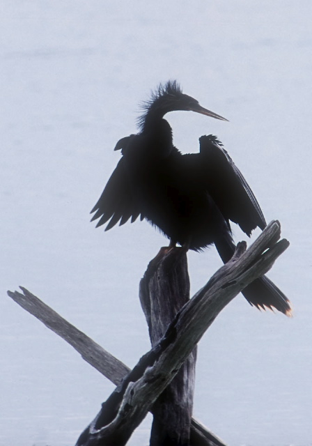 Anhinga anhinga Anhingidae