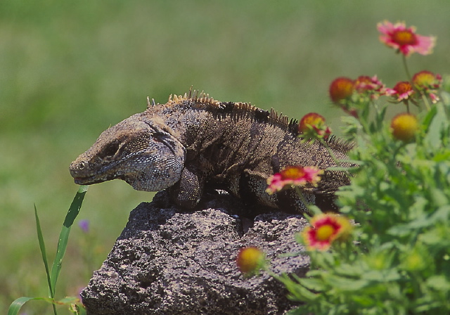 Ctenosaura similis Iguanidae