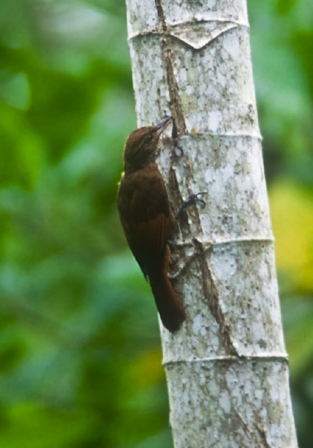 Dendrocincla anabatina Dendrocolaptidae