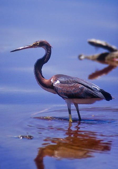 Egretta tricolor Ardeidae