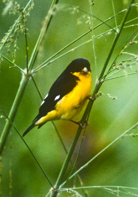 Carduelis psaltria Fringillidae