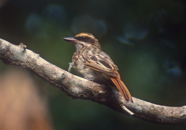 Myiodynastes maculatus Tyrannidae