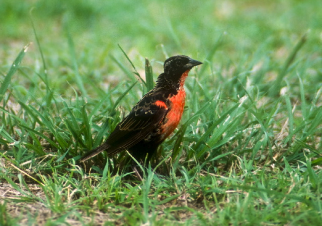 Sturnella militaris Icteridae