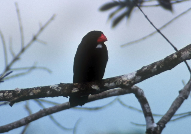 Saltator grossus Cardinalidae