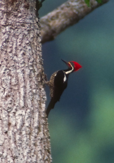 Dryocopus lineatus Bucconidae