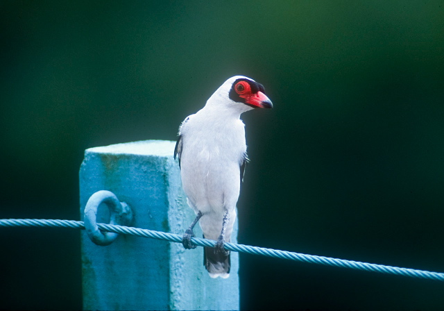 Tityra semifasciata Tyrannidae