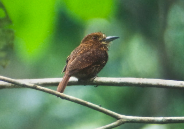 Malacoptila panamensis Bucconidae