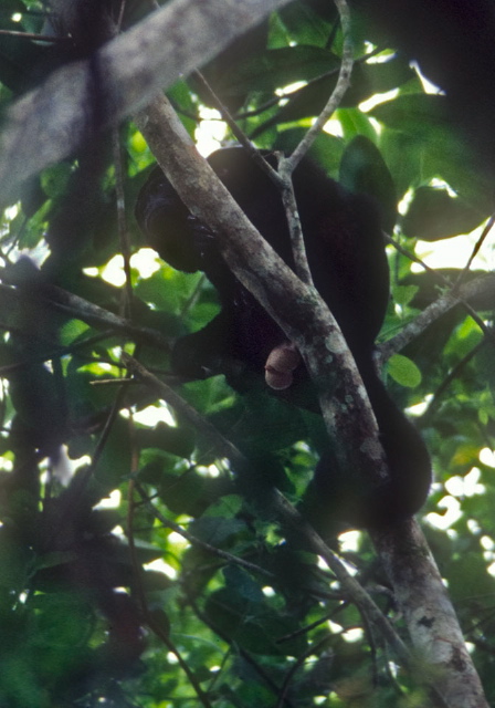 Alouatta palliata Atelidae