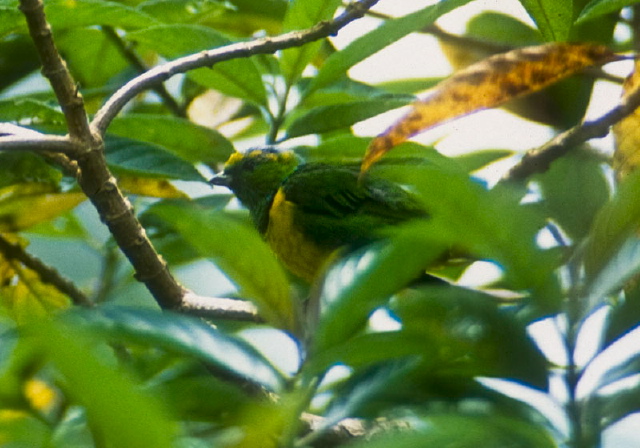 Chlorophonia callophrys Thraupidae