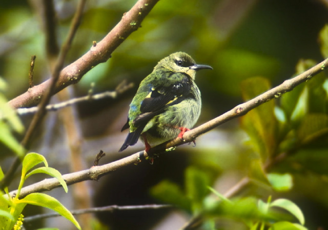 Cyanerpes cyaneus Thraupidae