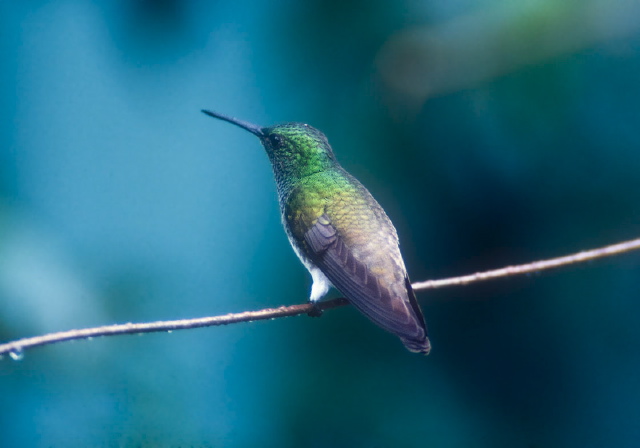 Amazilia edward Trochilidae