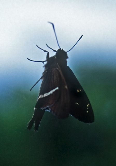 Chioides catillus? Hesperiidae