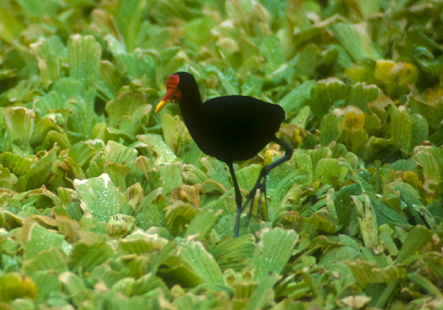 Jacana jacana Jacanidae