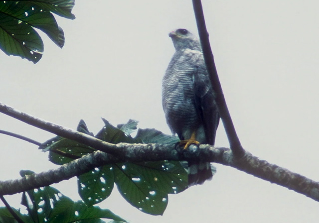 Asturina nitida Accipitridae