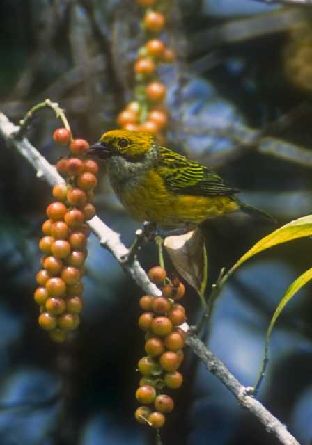 Tangara icterocephala Thraupidae