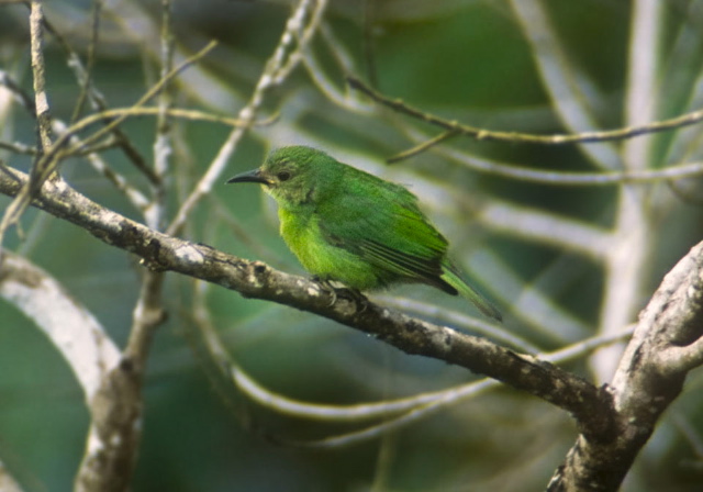 Chlorophanes spiza Thraupidae