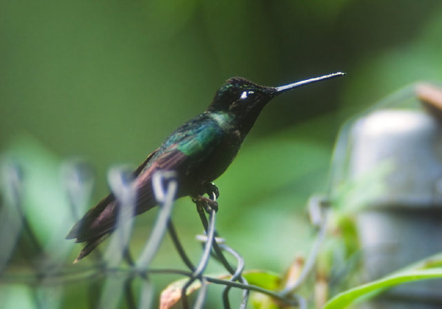 Eugenes fulgens Trochilidae