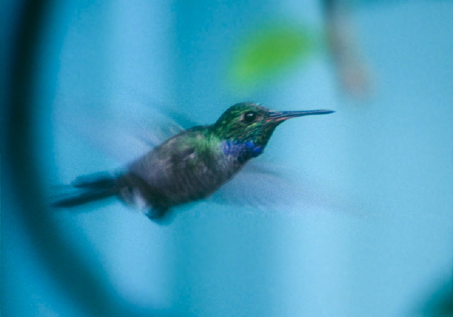 Amazilia amabilis Trochilidae