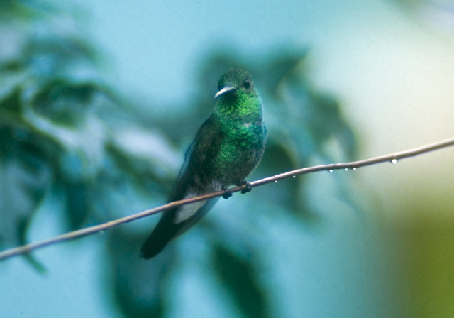 Chalybura buffonii Trochilidae