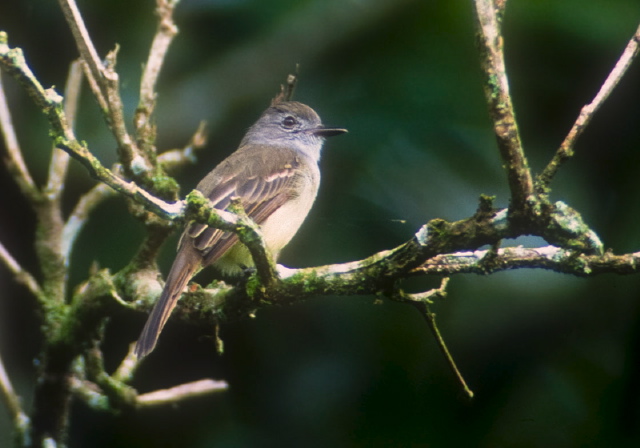 Myiarchus tyrannulus Tyrannidae