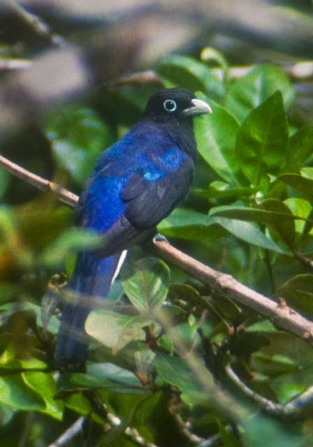 Trogon viridis chionurus Trogonidae