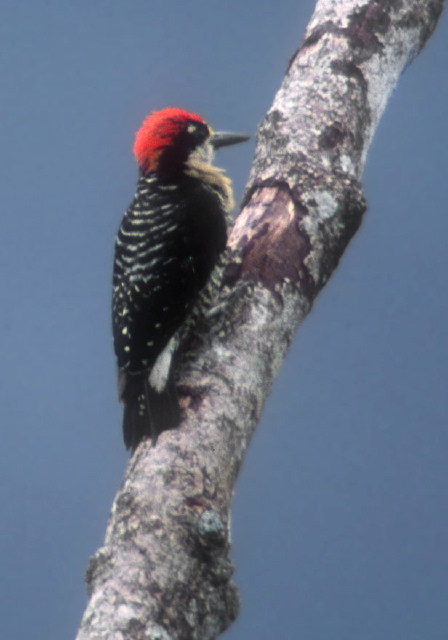 Melanerpes pucherani Bucconidae