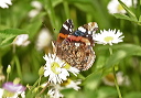 butterfly_img_7592