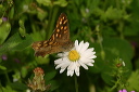 butterfly_img_7595