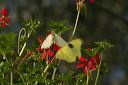butterfly_img_8034
