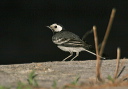 pied_wagtail_img_8156