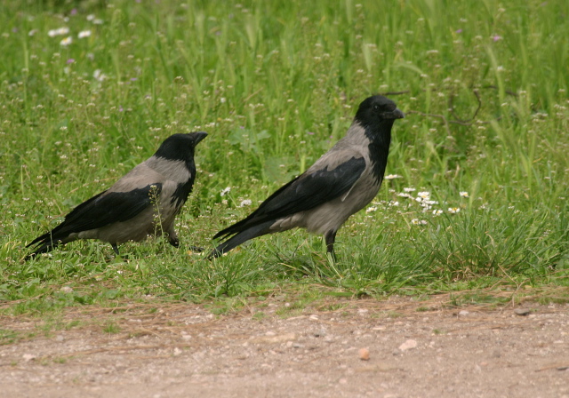 Corvus cornix  