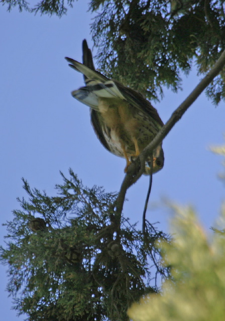 Falco tinnunculus  
