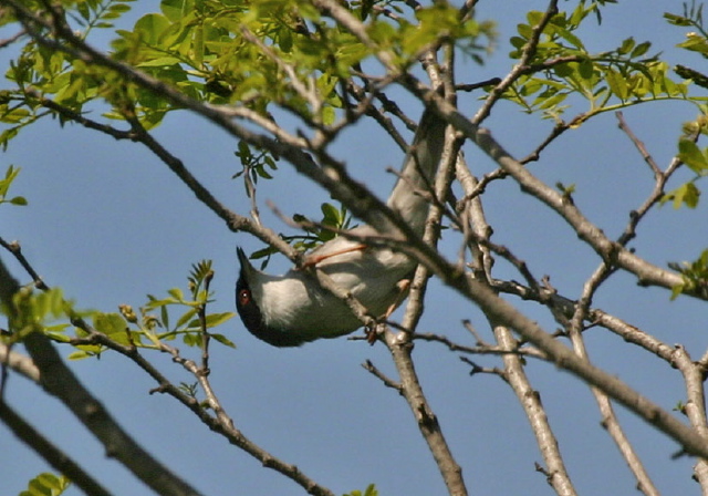 Sylvia melanocephala  